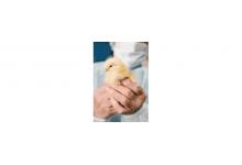 Poultry Health and Biosecurity in a Changing World