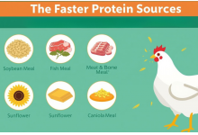 Best Protein Sources in Poultry Feed for Faster Broiler Growth