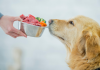 Poultry Protein in Pet Food: Is It Safe and Nutritious?