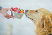 Poultry Protein in Pet Food: Is It Safe and Nutritious?